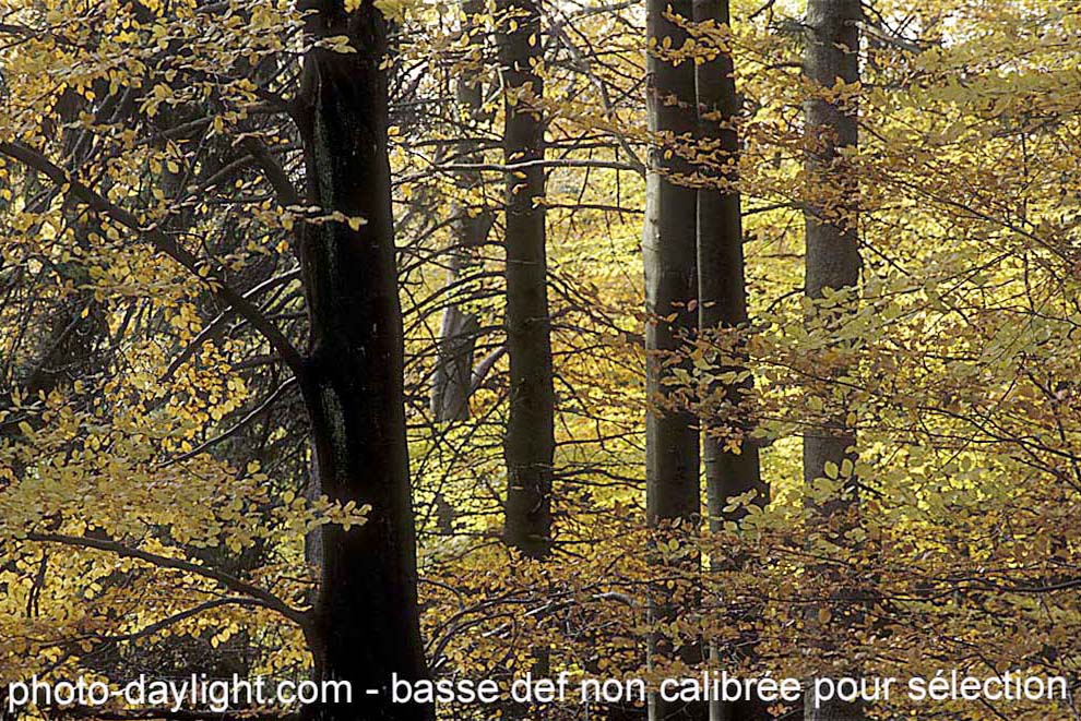 bois en automne